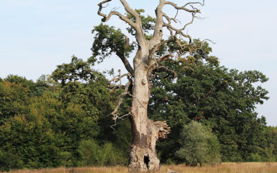 Morfo-fiziológiai kurzus Brassóban – 10% kedvezmény MFE tagoknak