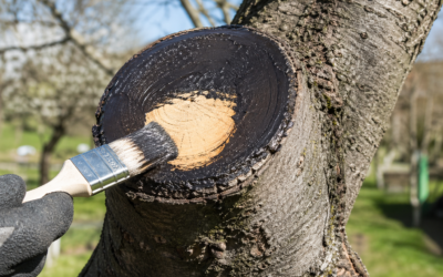 Pyrolízises sebkezelési kísérlet