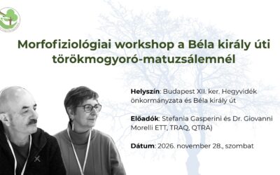 Morfofiziológiai workshop a Béla király úti törökmogyoró-matuzsálemnél